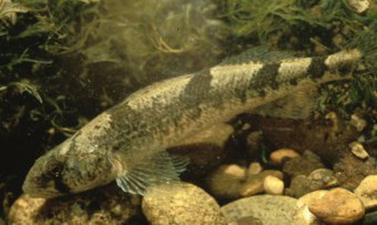 Alabama fish removed from endangered species list after population recovers