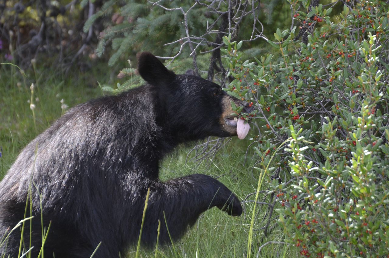 Bear breaks into Gatlinburg cabin, injures man