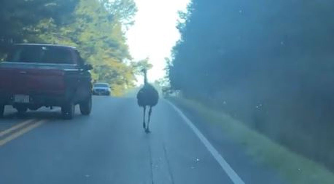 Emu stops traffic on Alabama highway