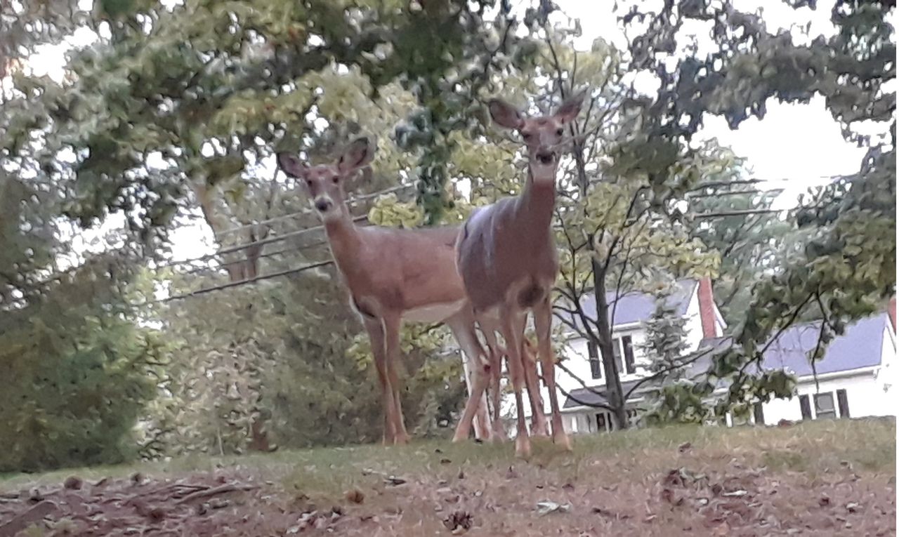 Enjoy the magic of deer in the yard when nature crosses into suburbia