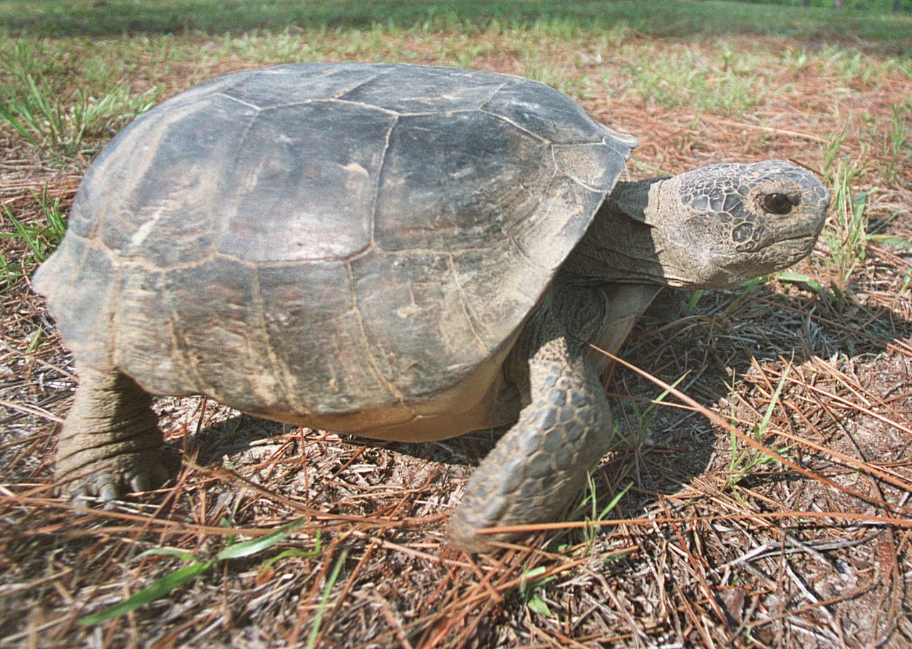 gopher-tortoise-denied-endangered-species-act-protections-in-most-of