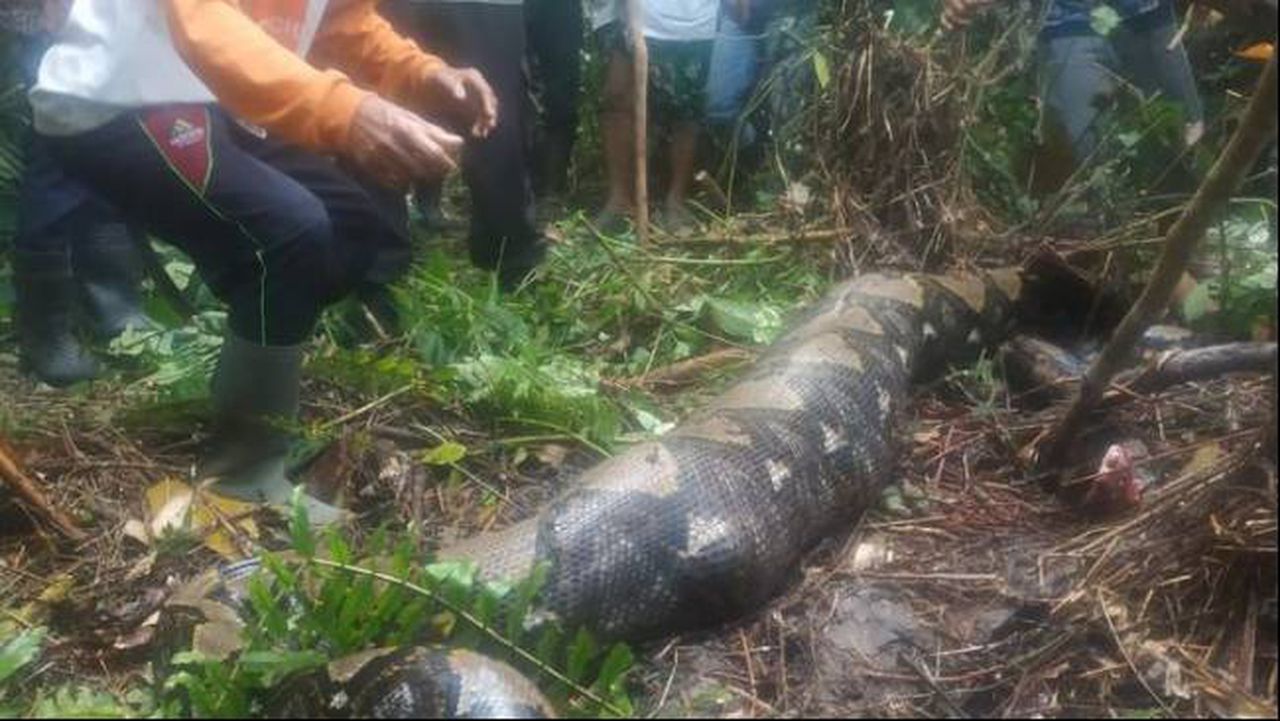 Missing Indonesian woman found in stomach of 22-foot python