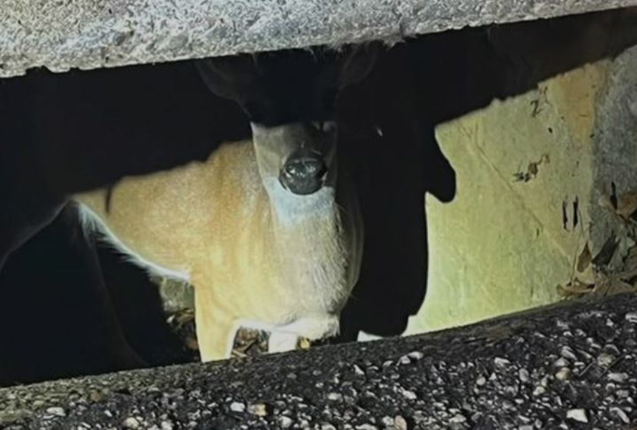 Watch Alabama firefighters rescue a deer trapped in storm drain