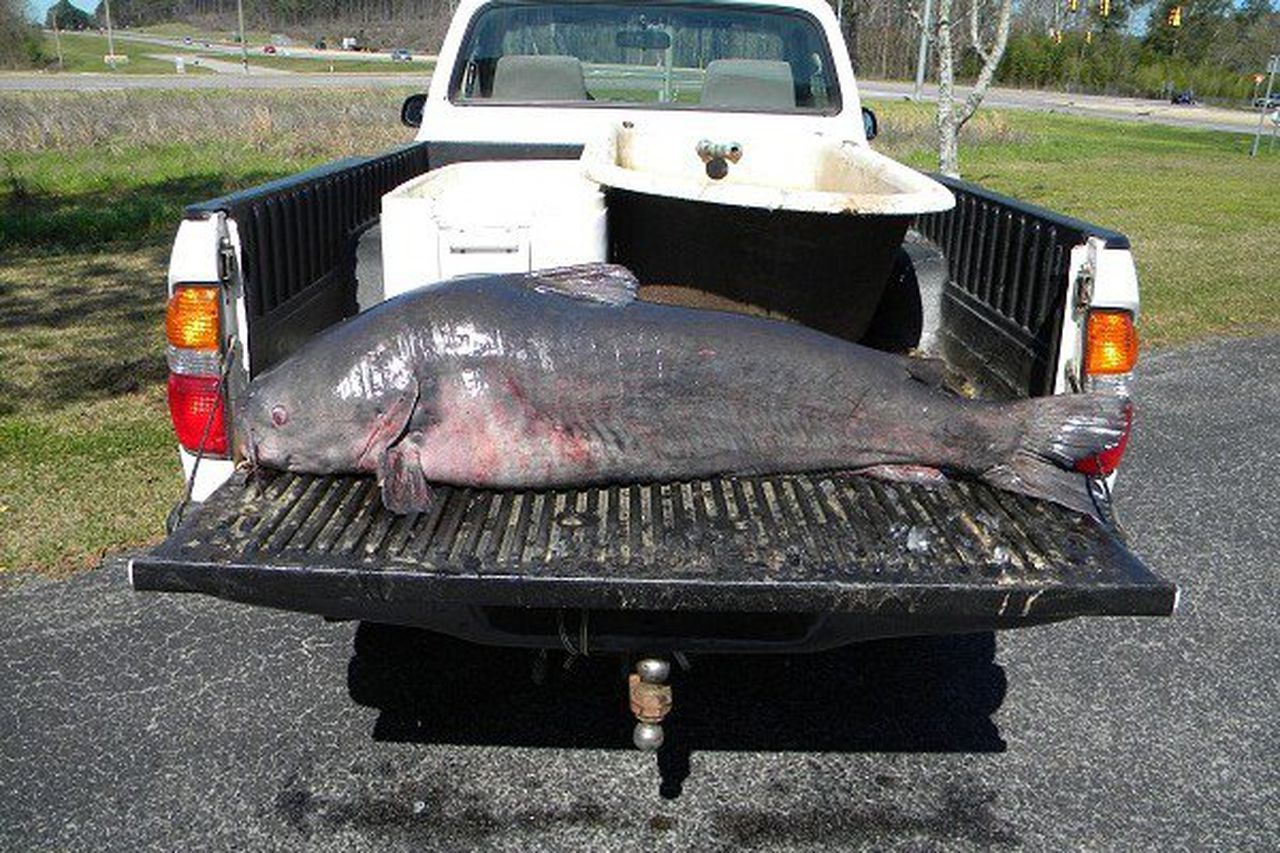What are the biggest fish ever caught in Alabama Here are angler records
