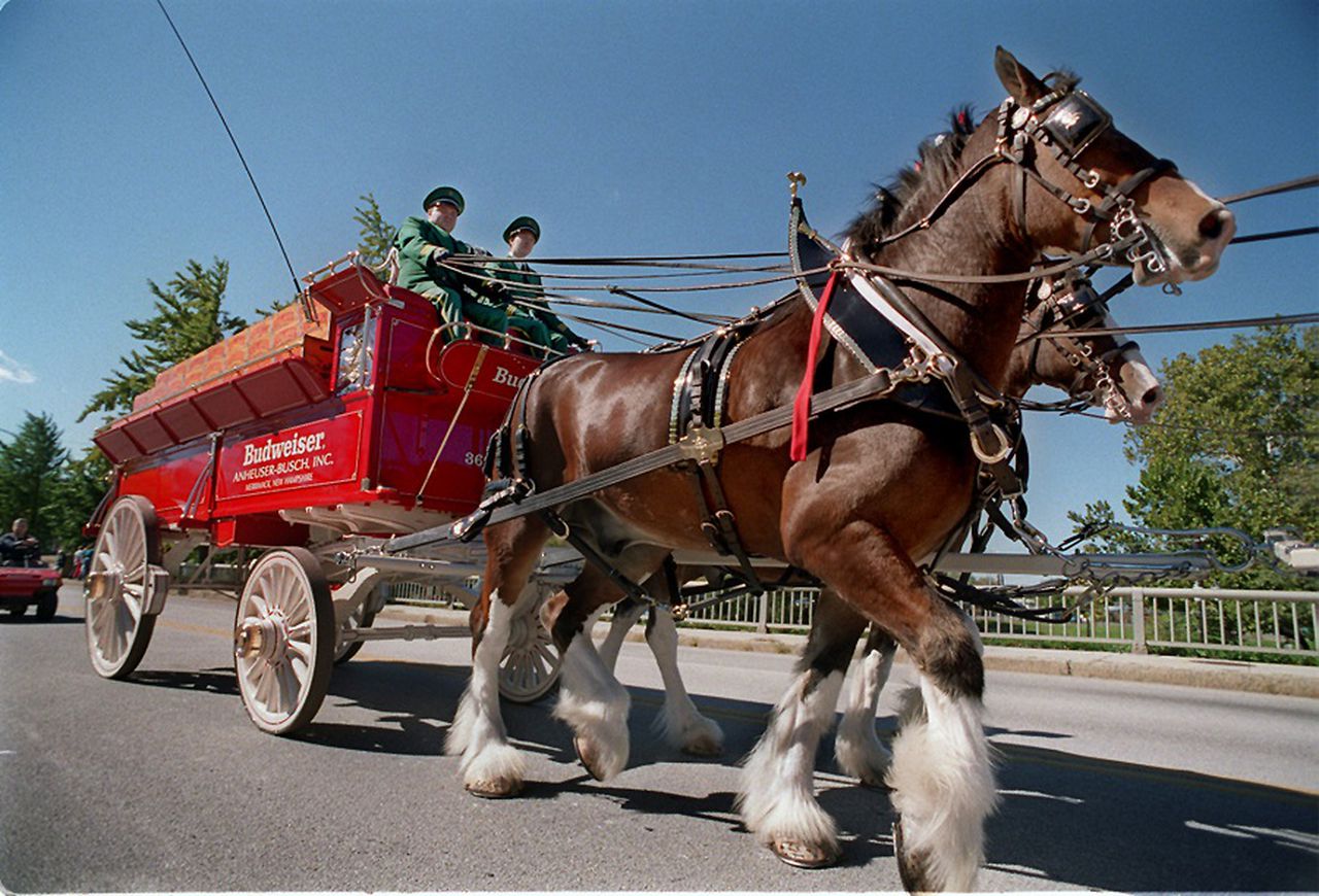 The famous Budweiser Clydesdales are coming to Alabama. Here’s how to