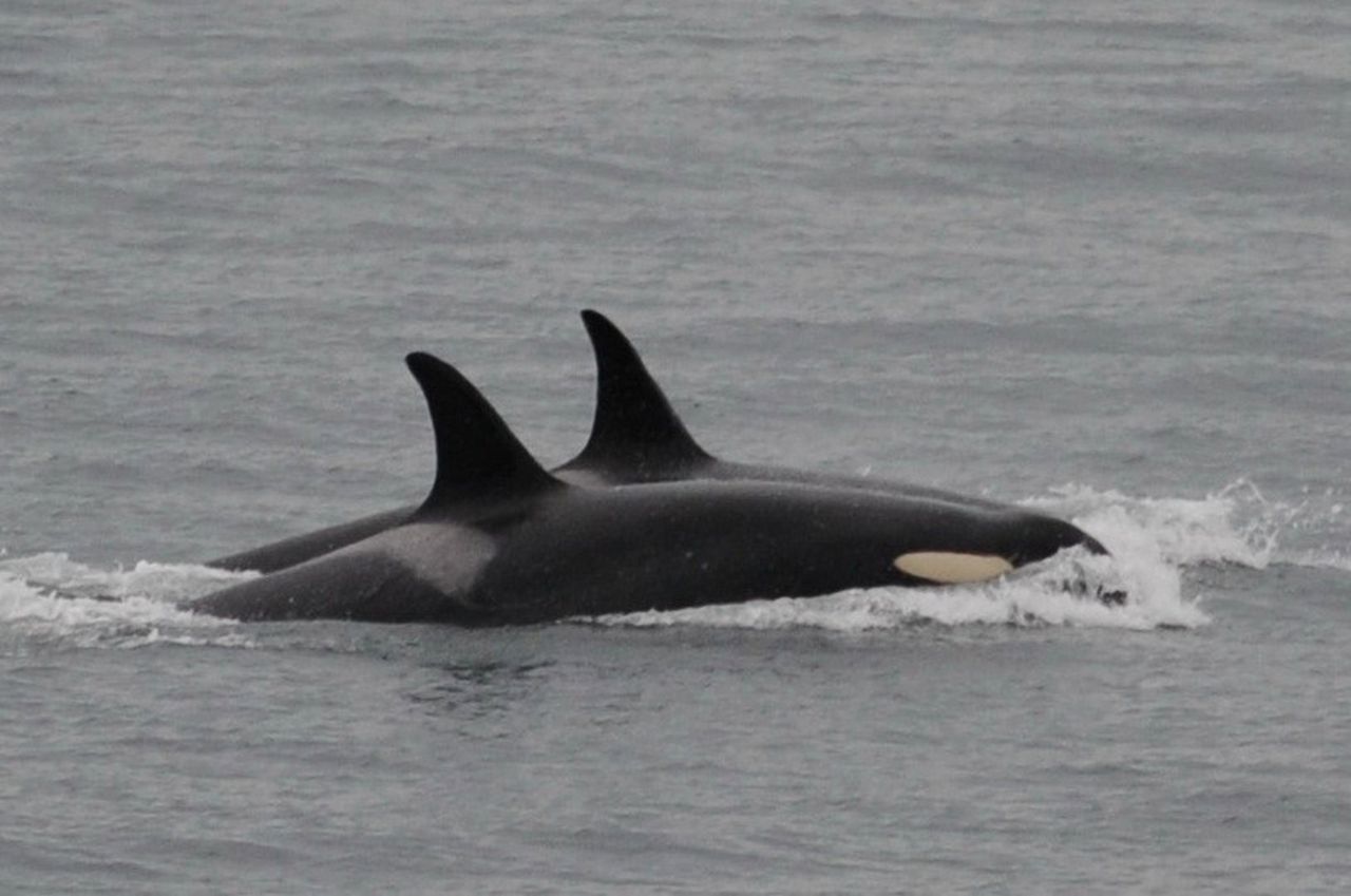 21-foot Orca whale dies after washing ashore on Florida coast; NOAA calls event ‘extremely rare’