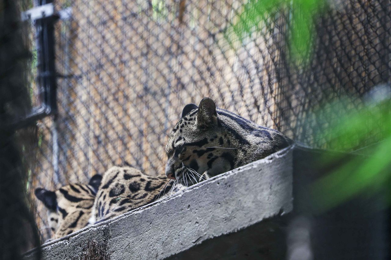 Dallas Zoo shuts down to find ‘non-dangerous’ missing clouded leopard Nova