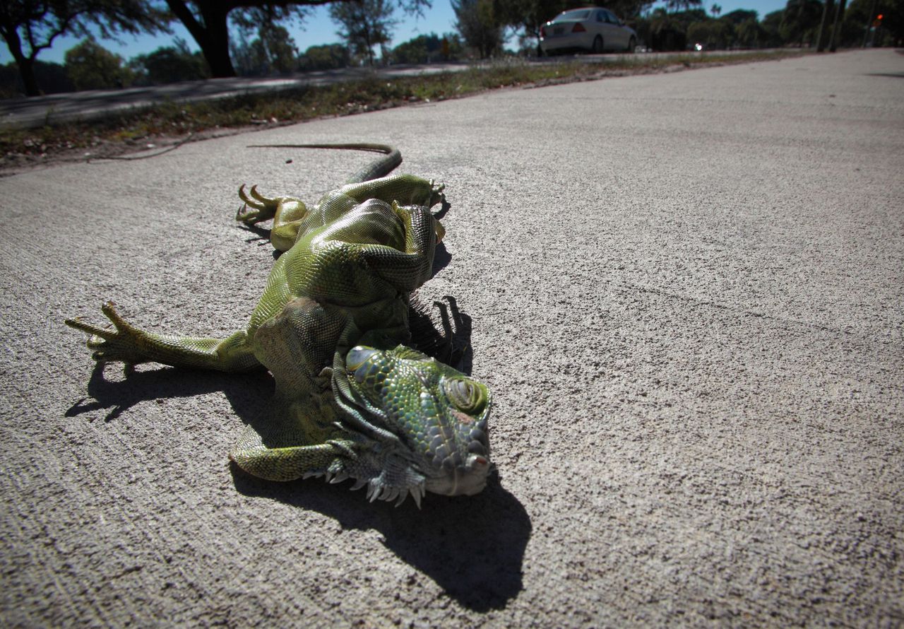 Fewer falling iguanas in Florida: Are reptiles adapting to cold?