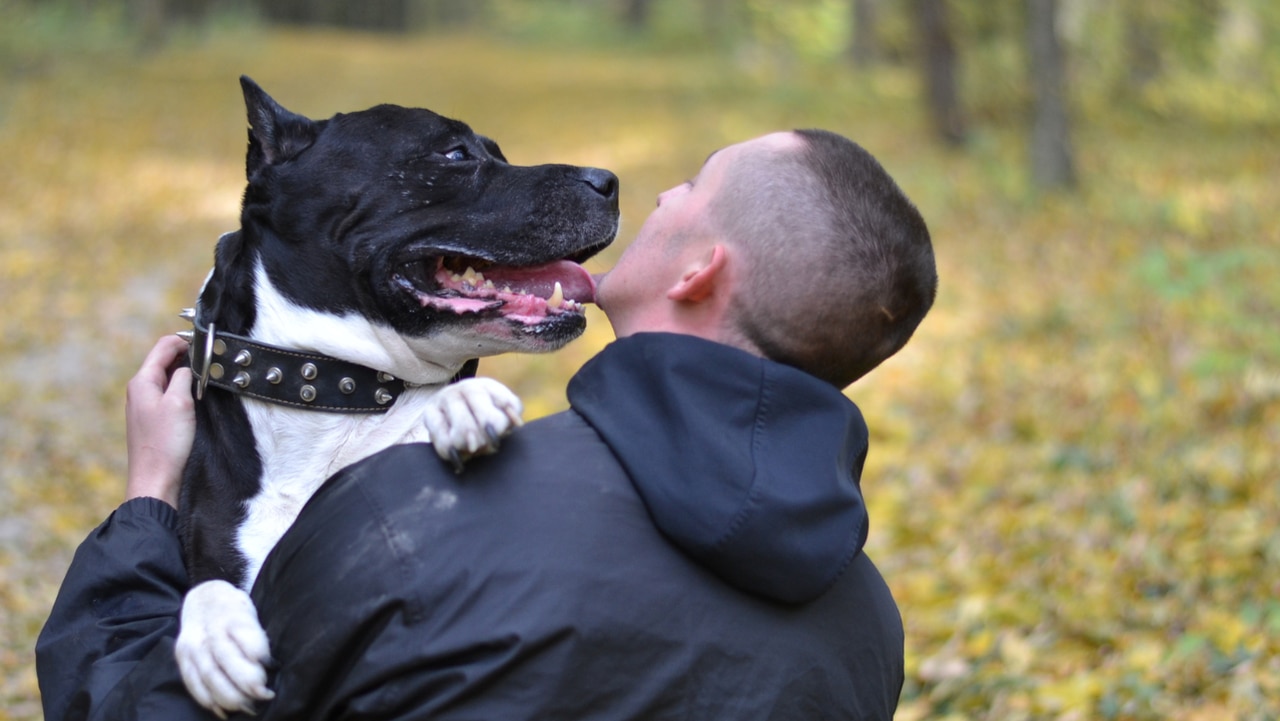 Huntsville shelter full: Animal Services waives fees