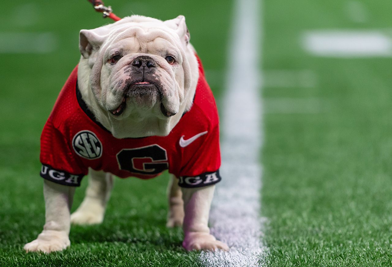 PETA calls on Georgia to retire live UGA mascot after national title