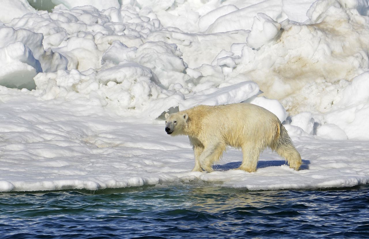 Polar bear kills mother, 1-year-old son in Alaska