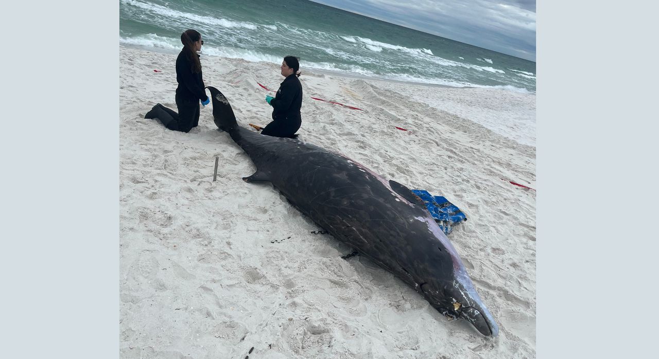 Sea Lab: Pollution may have factored in Pensacola death of rare whale