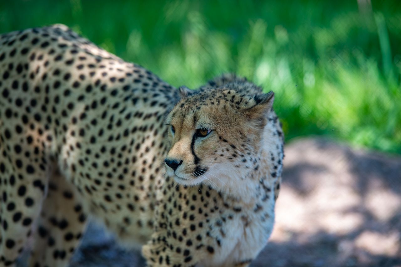 USDA releases inspection of Montgomery Zoo after cheetah dies from eating part of lunchbox