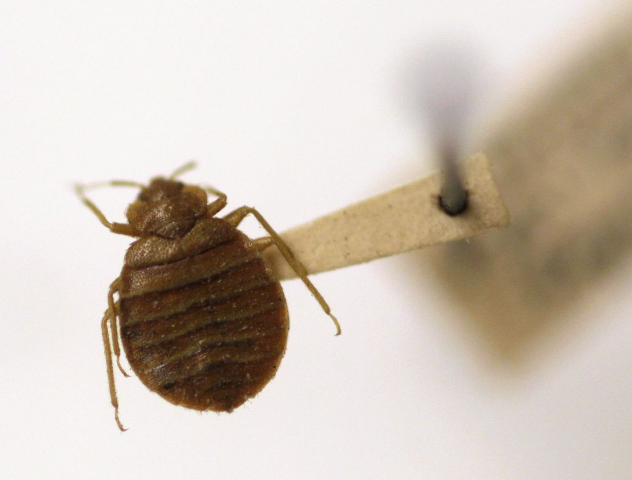 Whew. Nowhere in Alabama on top bed bug list. But these popular travel spots are