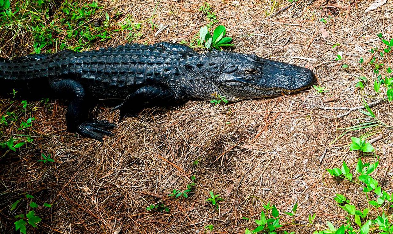 Alligator attacks, kills 85-year-old Florida woman walking dog near lake