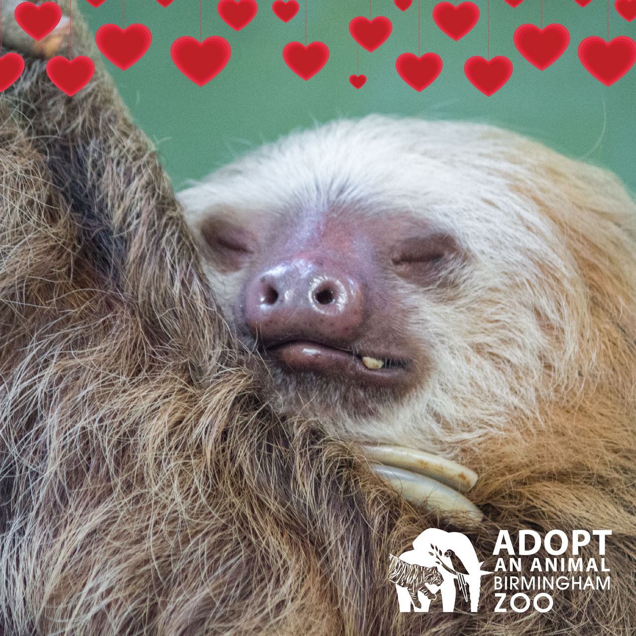 Birmingham Zoo shares animals’ version of Valentine’s Day date ideas