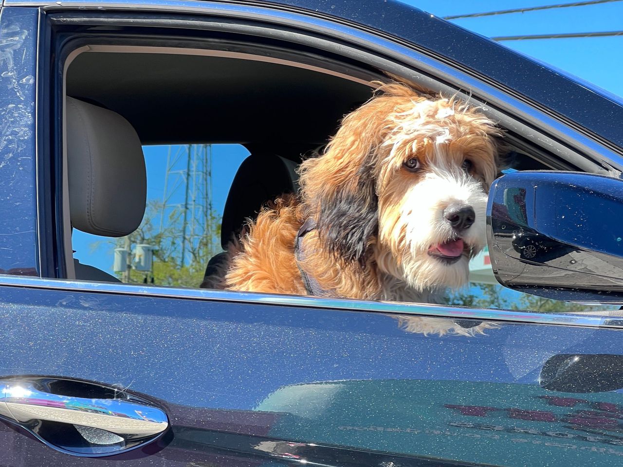 Brakes hit on proposed Florida ban on driving with dogs hanging heads out of windows