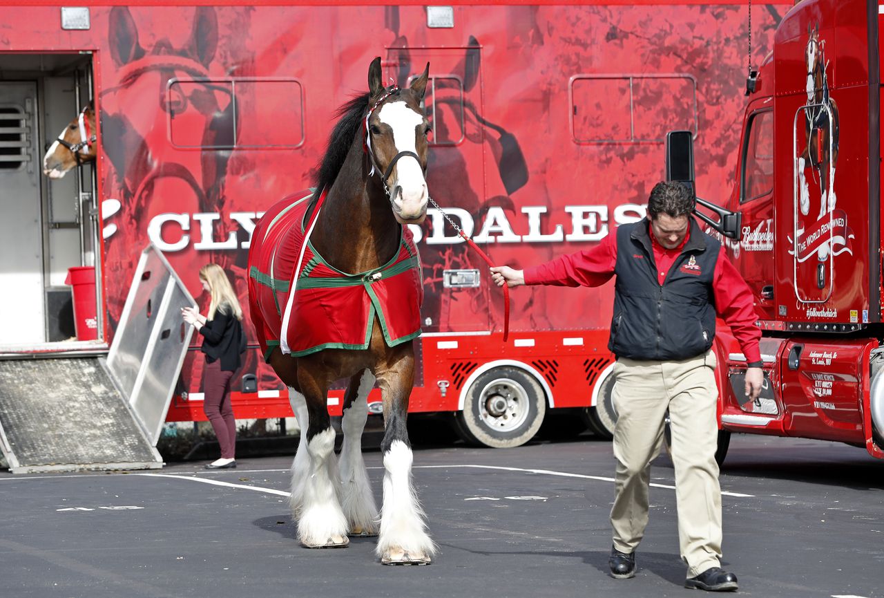 Budweiser did do Super Bowl ad, and, yes, Clydesdales made brief appearance