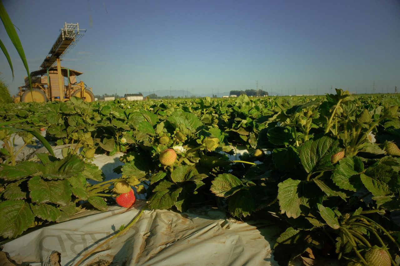 California’s new pesticide notifications might not shield farmworkers