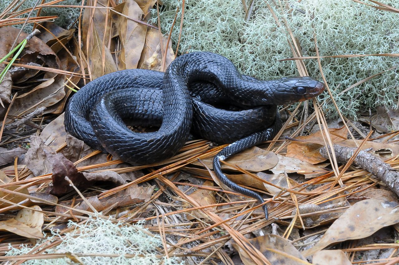 Conecuh National Forest in Alabama adds 1,000 acres