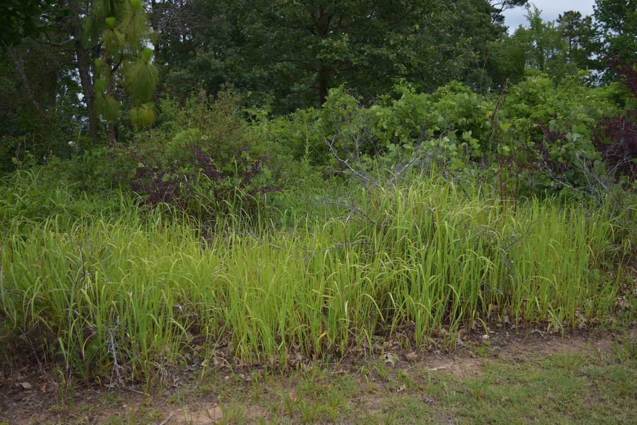 Financial aid available to help Alabama landowners fight cogongrass spread