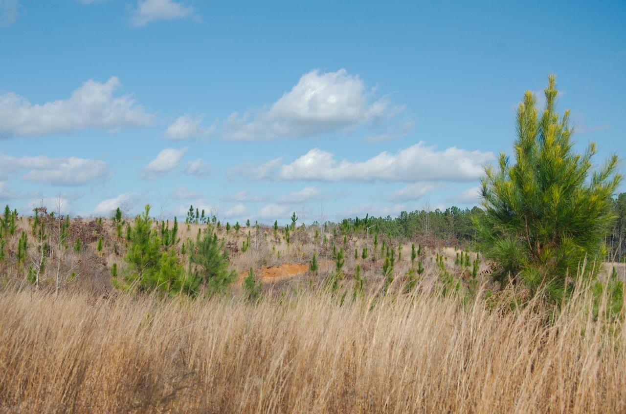 Controlled burn fire training in Alabama