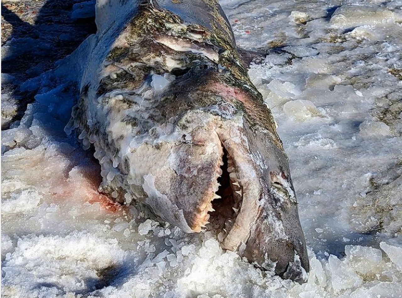 Frozen shark washes up dead on Cape Cod: ‘This is insane’