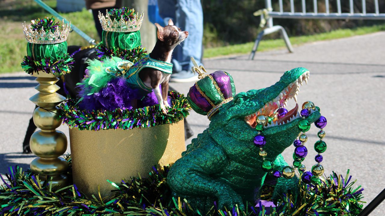 Let the good dogs roll: Costumed canines get their own Mardi Gras parade