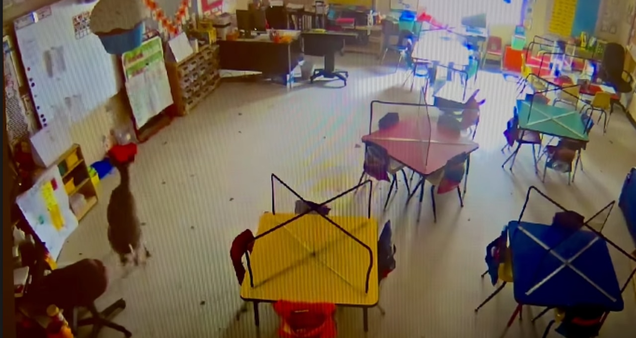 Oh deer! Watch doe crash through Alabama elementary school window