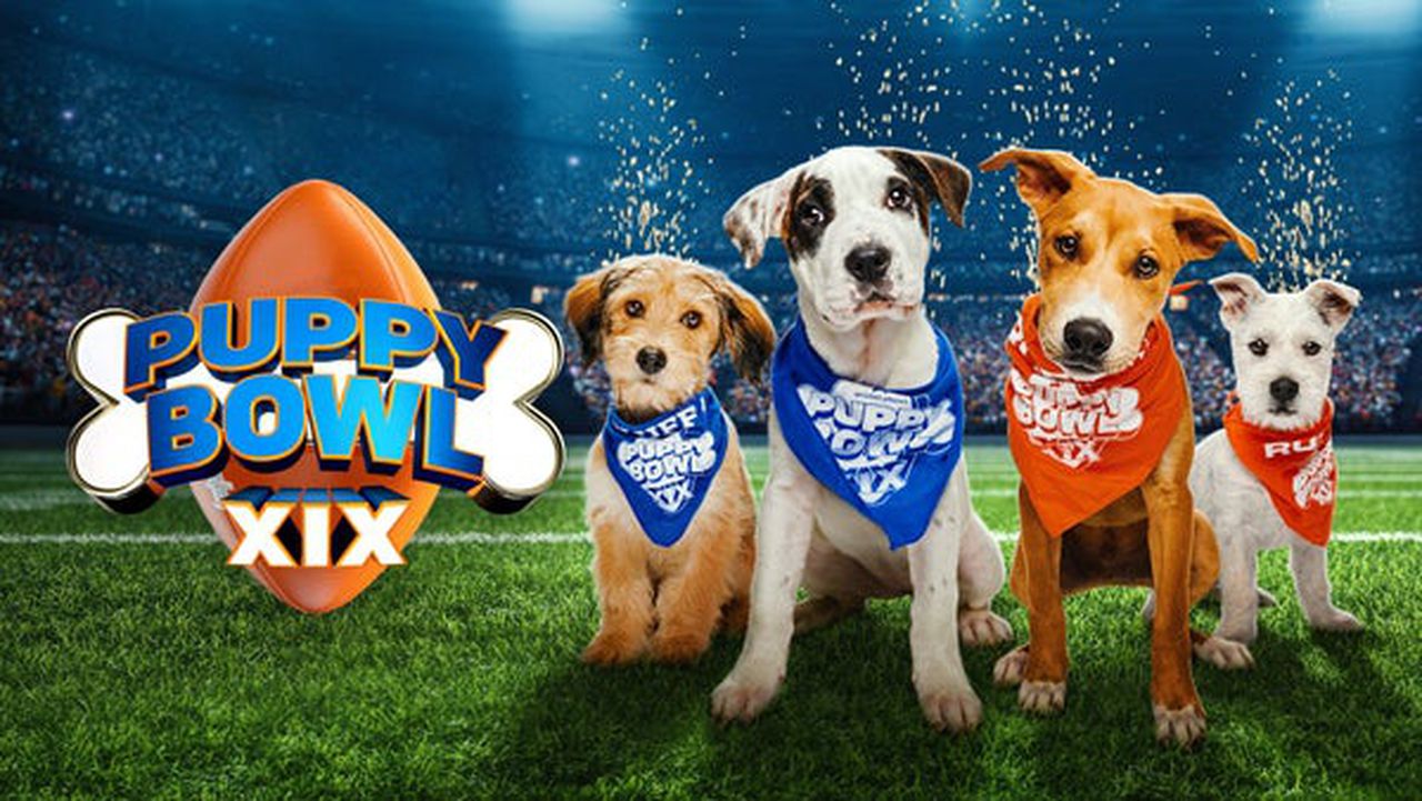 Puppy Bowl XIX live stream (2/12): How to watch online, TV, time