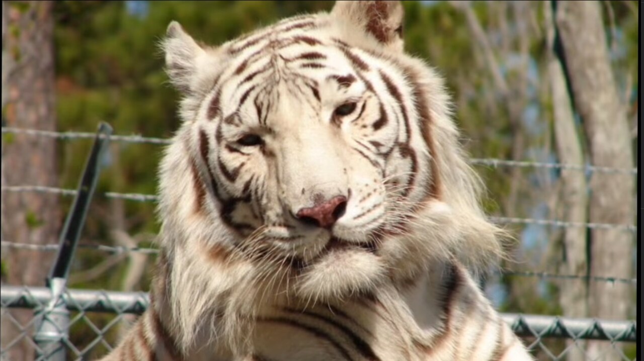 Rajah, Alabama Gulf Coast Zoo's Bengal tiger, dies at 18