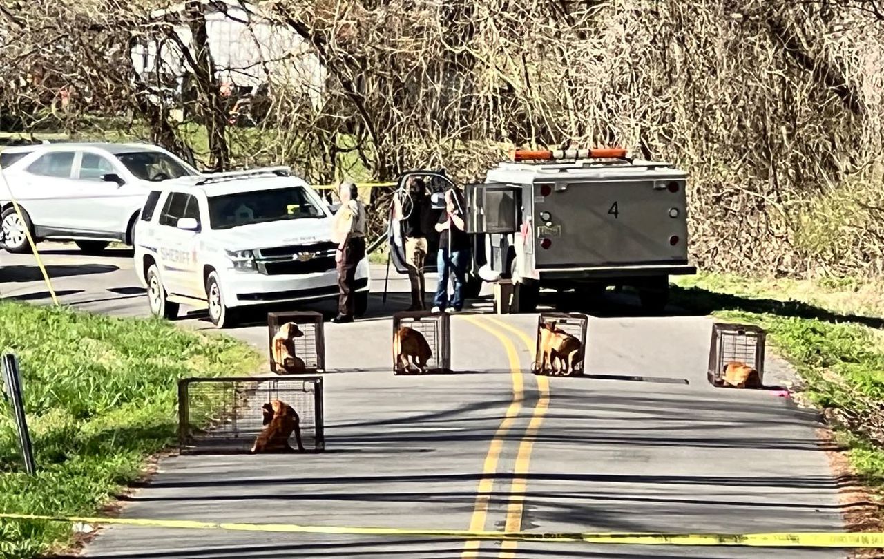 Unidentified man found dead, surrounded by dogs, on Jefferson County roadside