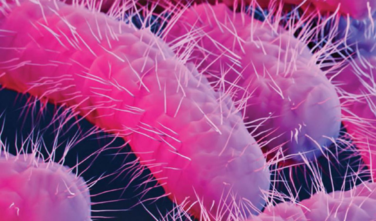 What is Shigella What to know about antibiotic-resistant bacteria and latest CDC alert