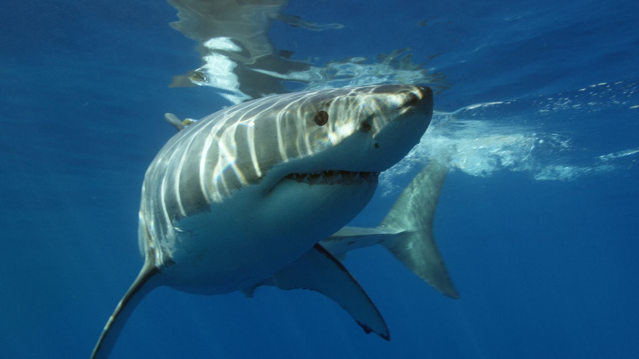 11-foot great white shark in Gulf off Florida coast ahead of spring break