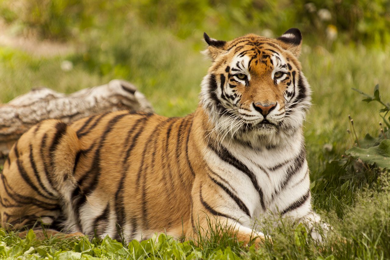 2 tigers escape after storm damages safari park in Georgia