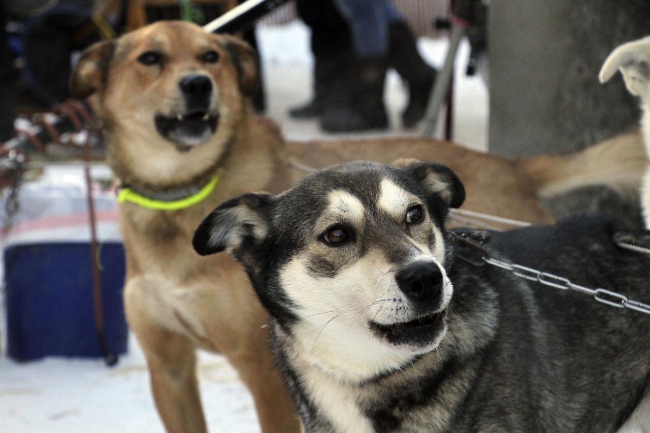 Alabama native among 33 Iditarod sled dog race mushers to trek across Alaska