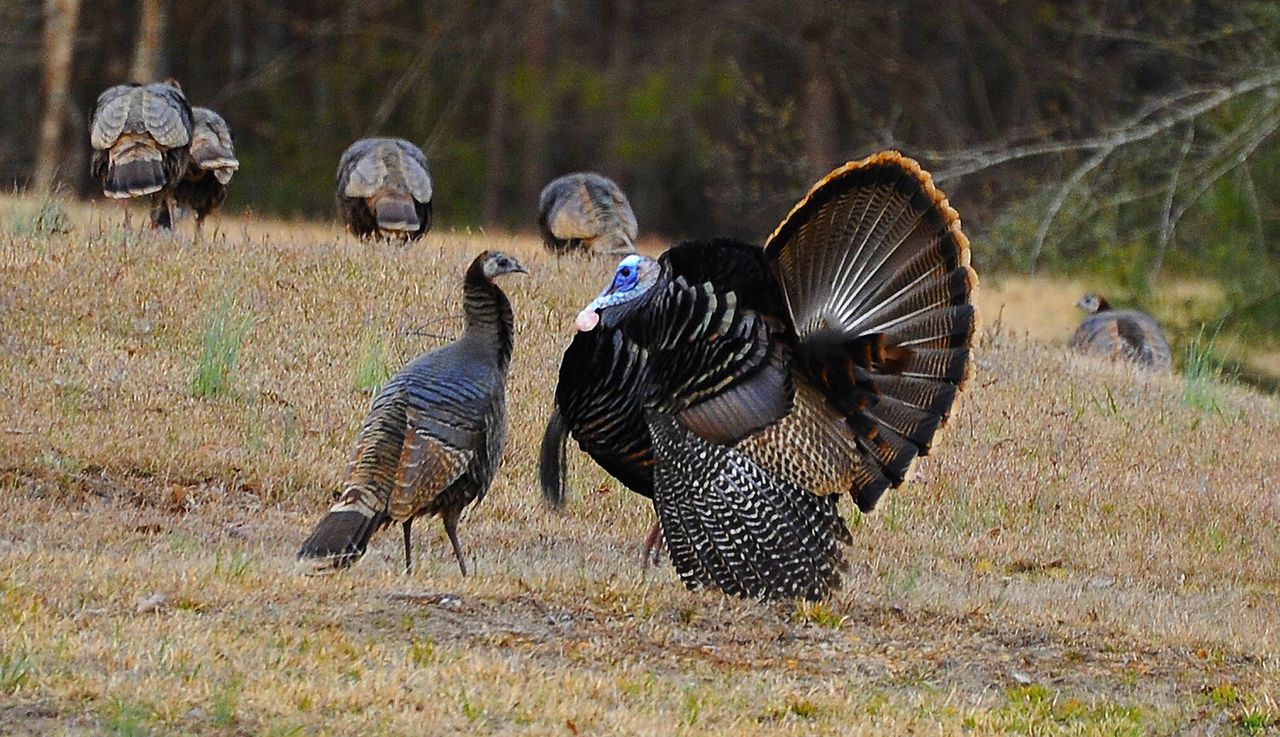 Alabama spring turkey hunting season 2023: When does it open? What you need to know