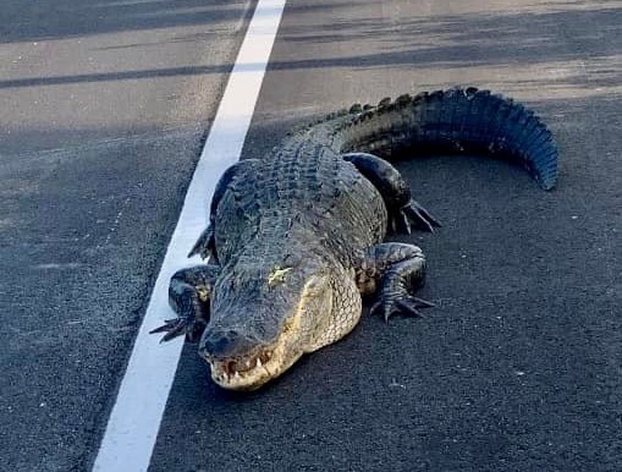 Florida man investigating noise at his front door is bitten by alligator