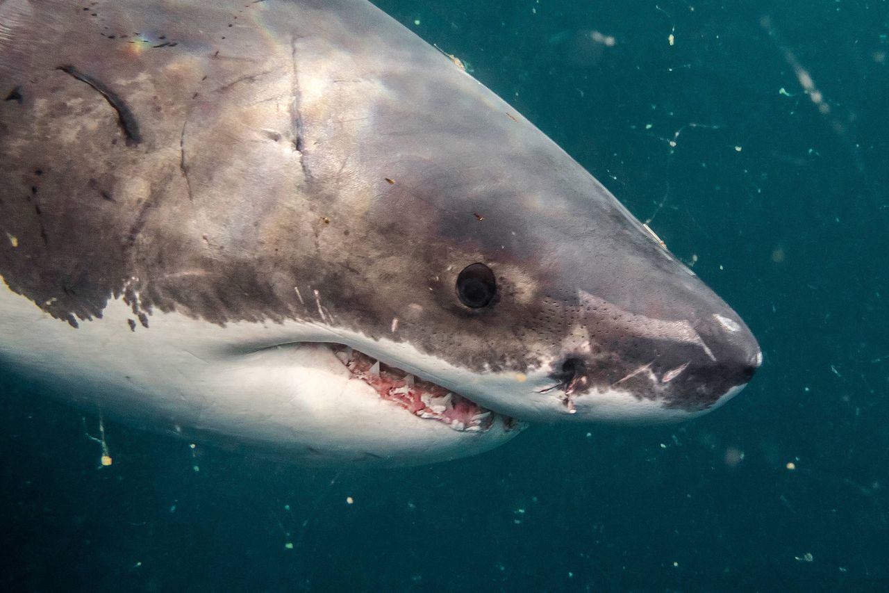 Great white shark caught off Gulf of Mexico could be first ever in Alabama