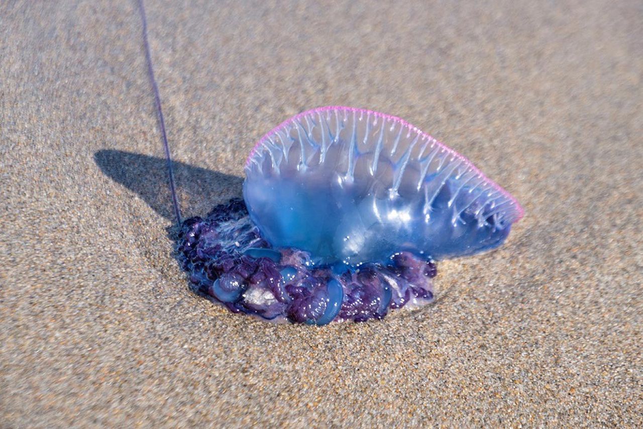 Jellyfish, Man o’ War, at Panama City Beach; Purple flags flying