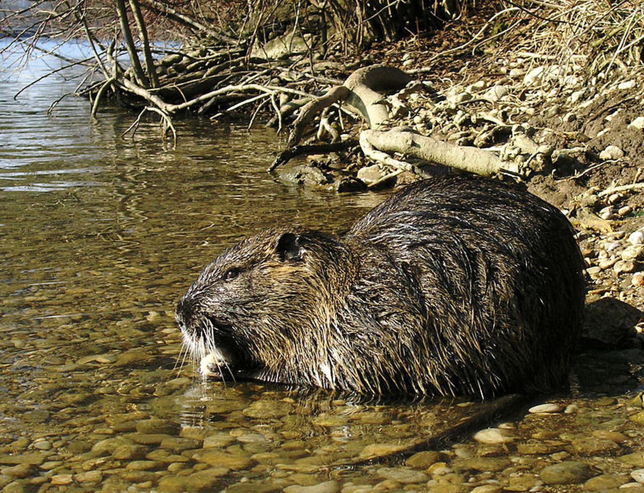 Louisiana makes a deal for family to keep pet nutria ‘Neuty’