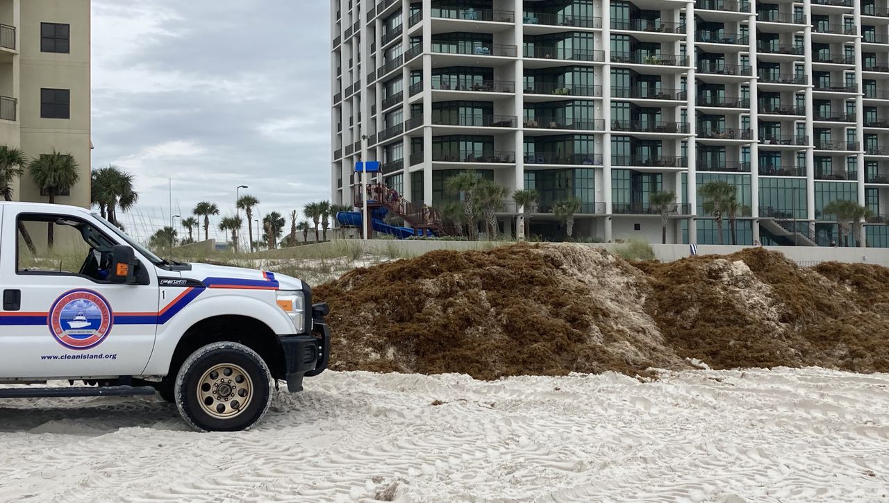 Massive sargassum seaweed bloom no threat to Alabama beaches this spring break