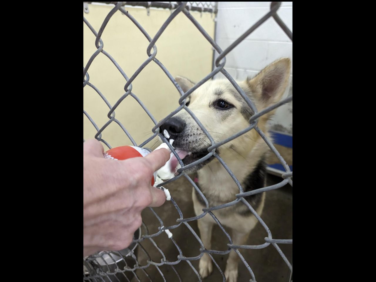 Shelby County Humane Society mulling over shelter’s no-kill status