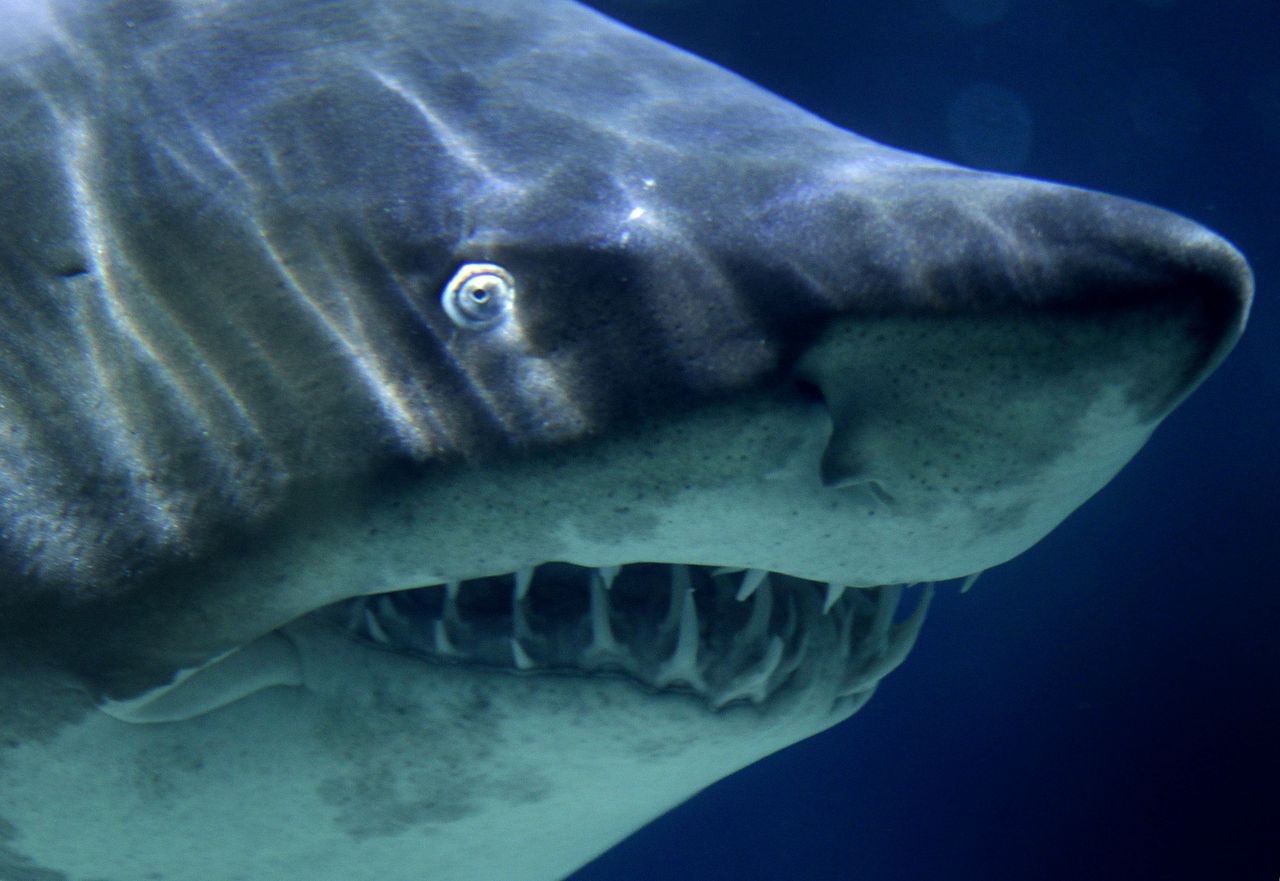 Unsettling video shows shark feeding frenzy off Louisiana coast