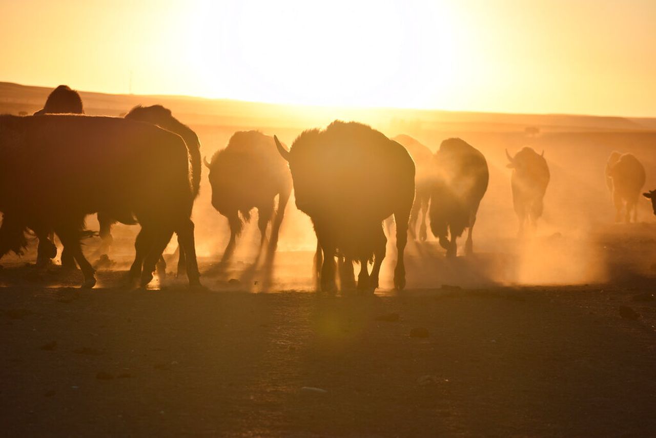 US to focus bison restoration on expanding tribal herds