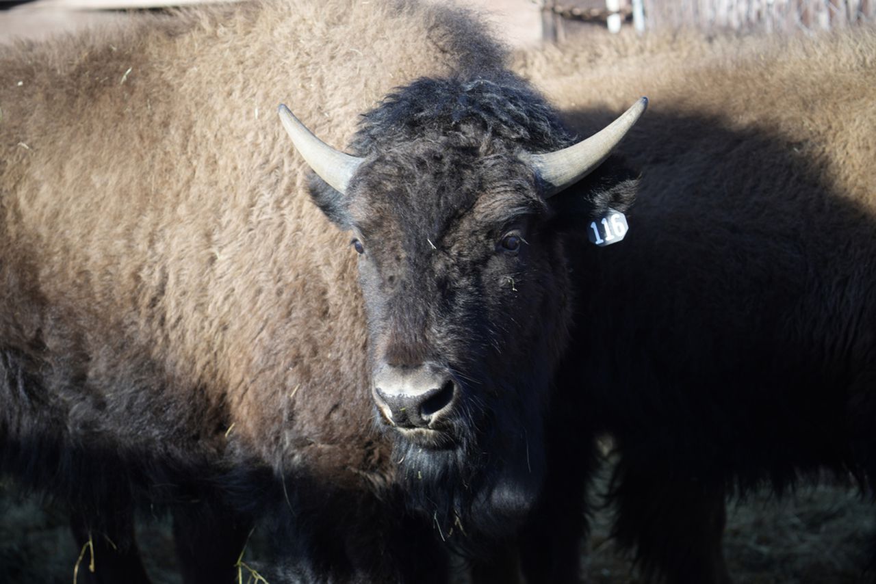 US tribes get bison as they seek to restore bond with animal