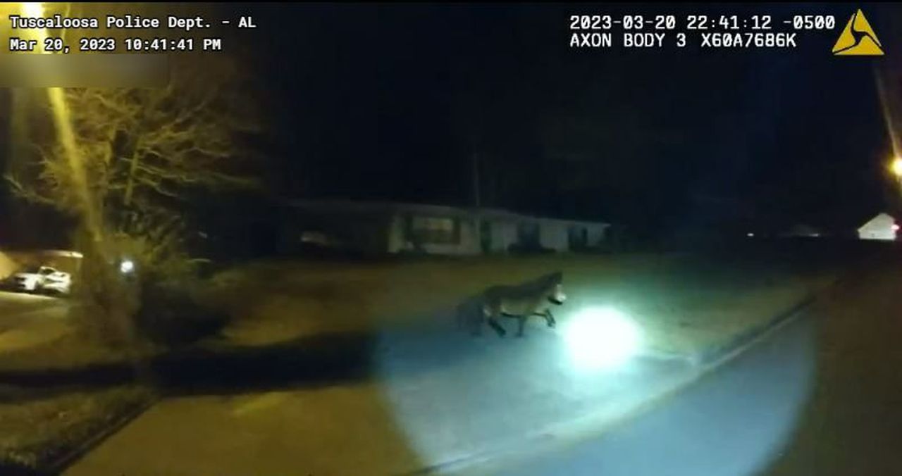 Watch body cam video of Alabama officers trying to corral elusive pony