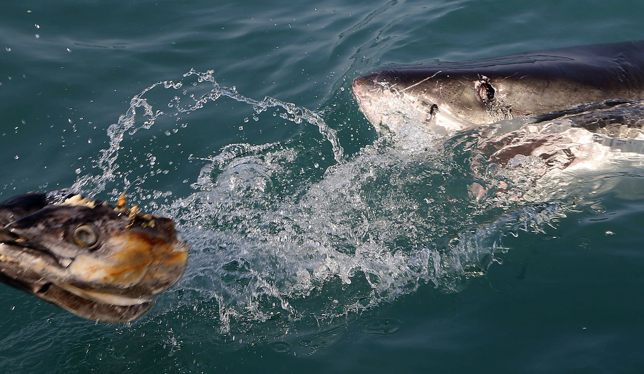 A great white shark tries to bite a fish head being trolled though the water as researchers chum the ocean looking for sharks off the coast of Gansbaai, South Africa, in a 2016 file photo