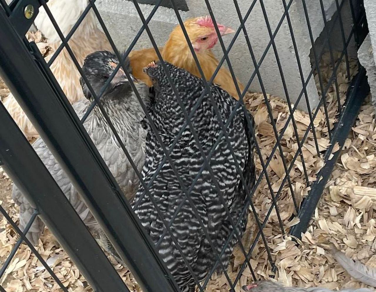 Where are Egguardita and Fishy? Alabama school offers $500 reward over fowl act