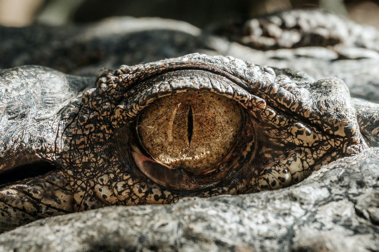 Woman photographs alligator cannibalism in Florida swamp: ‘He folded his victim like a lawn chair’